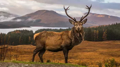 Busreis Wilderness Scotland